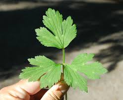 Attēlu rezultāti vaicājumam “Ranunculus repens flower”