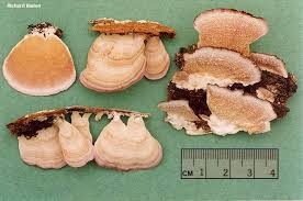 Attēlu rezultāti vaicājumam “Trichaptum biforme”