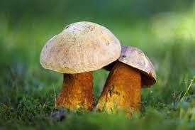 Attēlu rezultāti vaicājumam “Boletus luridus”