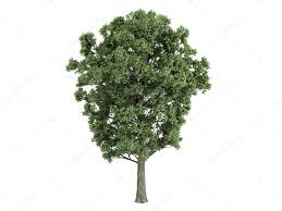 Attēlu rezultāti vaicājumam “Populus x canescens”