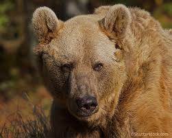 Image result for brown bear