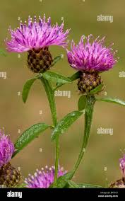 Image result for Centaurea nigra