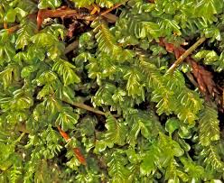 Attēlu rezultāti vaicājumam “Plagiochila porelloides”