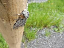 Attēlu rezultāti vaicājumam “Cerura vinula”