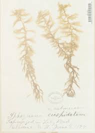 Attēlu rezultāti vaicājumam “Sphagnum cuspidatum”