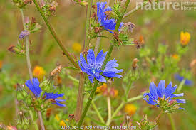Attēlu rezultāti vaicājumam “Cichorium intybus flower”