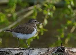 Attēlu rezultāti vaicājumam “Actitis hypoleucos adult”