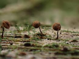 Attēlu rezultāti vaicājumam “Cribraria rubiginosa spores”