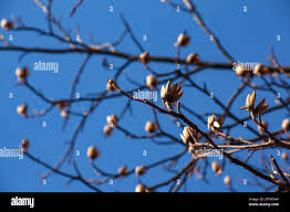 Attēlu rezultāti vaicājumam “Liriodendron tulipifera bud”