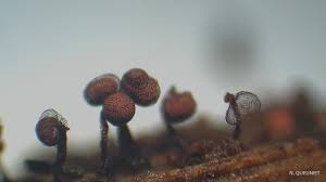 Attēlu rezultāti vaicājumam “Cribraria cancellata var. fusca macro”