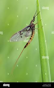 Attēlu rezultāti vaicājumam “Ephemera vulgata”