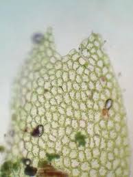 Attēlu rezultāti vaicājumam “Lophocolea minor macro”