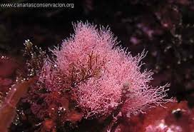 Attēlu rezultāti vaicājumam “Ceramium sp.”