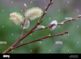 Attēlu rezultāti vaicājumam “Salix caprea male flower”