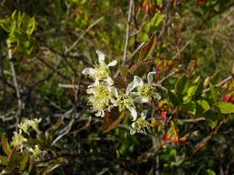 Attēlu rezultāti vaicājumam “Amelanchier spicata flower”