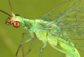 Attēlu rezultāti vaicājumam “Chrysopidae”