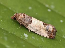 Attēlu rezultāti vaicājumam “Spilonota ocellana”