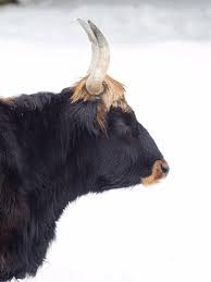 Attēlu rezultāti vaicājumam “Bos primigenius taurus”