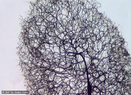 Attēlu rezultāti vaicājumam “Stemonitopsis aequalis var. microspora spores”