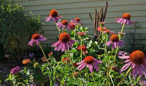 Image result for Echinacea purpurea