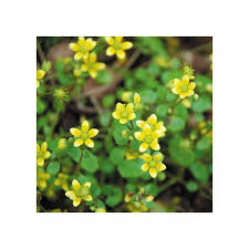 Attēlu rezultāti vaicājumam “Saxifraga cymbalaria”