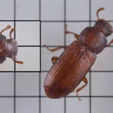 Attēlu rezultāti vaicājumam “Bolitophagus reticulatus larva”