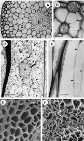 Attēlu rezultāti vaicājumam “Plagiomnium undulatum sporophyte”