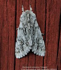 Attēlu rezultāti vaicājumam “Brachionycha nubeculosa”