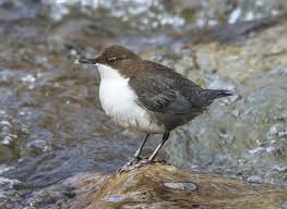 Attēlu rezultāti vaicājumam “Cinclus cinclus”