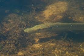 Image result for Esox lucius