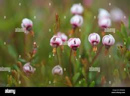 Attēlu rezultāti vaicājumam “Oxycoccus flower”