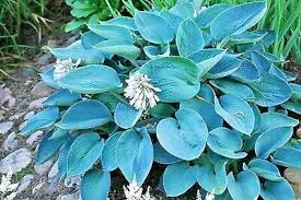 Image result for Hosta sieboldiana 'Elegans'