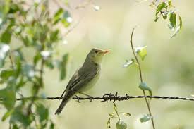 Attēlu rezultāti vaicājumam “Hippolais icterina”