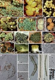 Attēlu rezultāti vaicājumam “Hypoxylon fragiforme / howeianum”