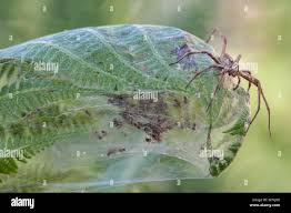 Attēlu rezultāti vaicājumam “Pisaura mirabilis female”