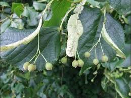 Attēlu rezultāti vaicājumam “Tilia x vulgaris”