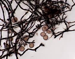 Attēlu rezultāti vaicājumam “Enerthenema papillatum macro”