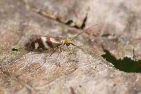 Attēlu rezultāti vaicājumam “Micropterix aureatella”