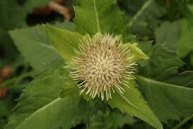 Attēlu rezultāti vaicājumam “Cirsium oleraceum flower”