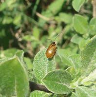 Attēlu rezultāti vaicājumam “Lochmaea caprea”