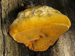 Attēlu rezultāti vaicājumam “Hapalopilus croceus”