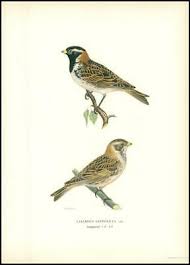 Image result for Calcarius lapponicus