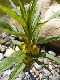 Attēlu rezultāti vaicājumam “Lysimachia thyrsiflora”