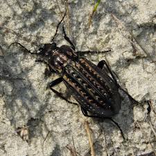 Attēlu rezultāti vaicājumam “Carabus clathratus”