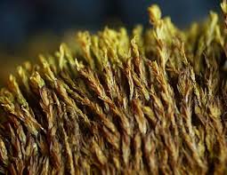 Attēlu rezultāti vaicājumam “Hymenostylium recurvirostrum macro”