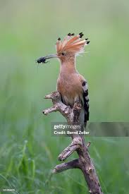 Attēlu rezultāti vaicājumam “Upupa epops adult”