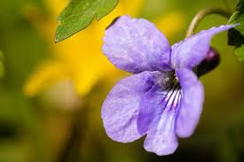 Attēlu rezultāti vaicājumam “Viola reichenbachiana flower”