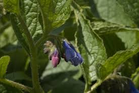 Attēlu rezultāti vaicājumam “Symphytum asperum”