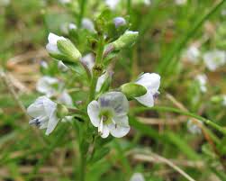 Attēlu rezultāti vaicājumam “Veronica serpyllifolia leaf”