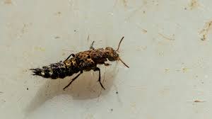 Attēlu rezultāti vaicājumam “Ontholestes murinus”